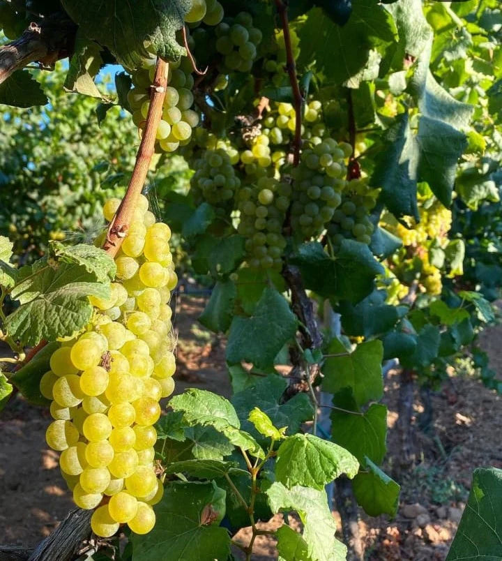 Tornicola Bianco Terre Siciliane IGT 2022