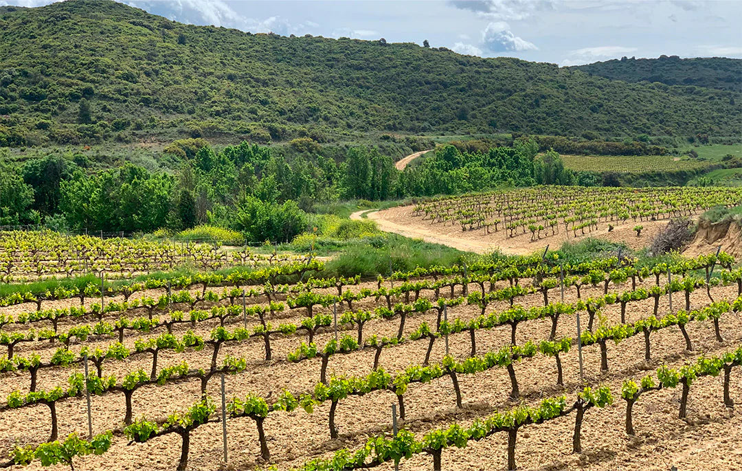 Latido de Sara Tinto 2022