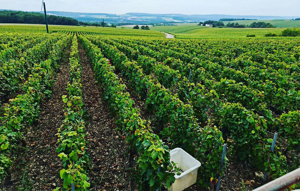 Latido de Sara Tinto 2022