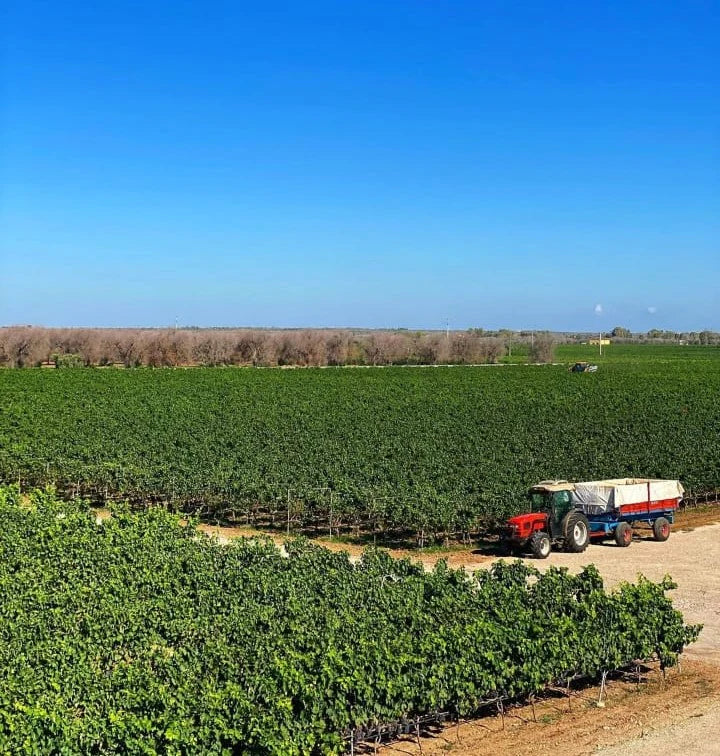 Tornicola Bianco Terre Siciliane IGT 2022