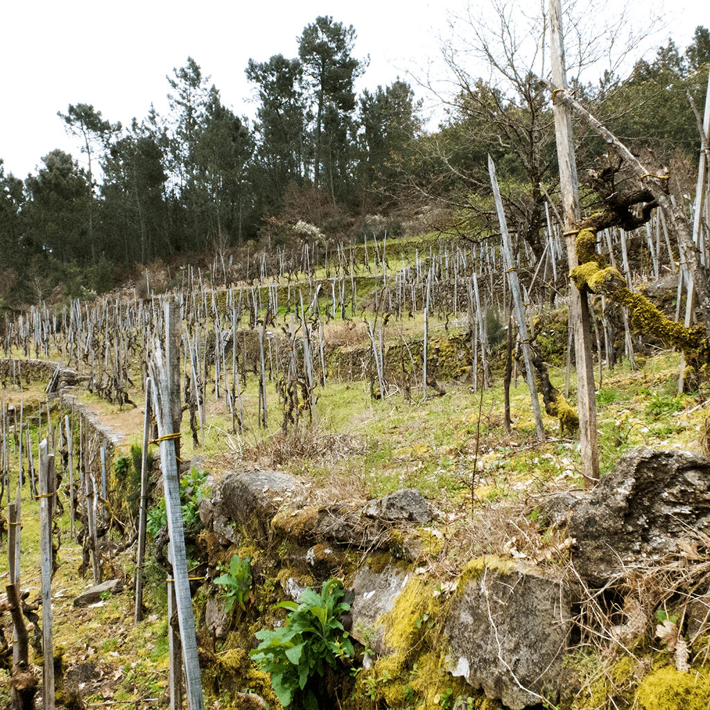 Super Héroe Old Vines 2017