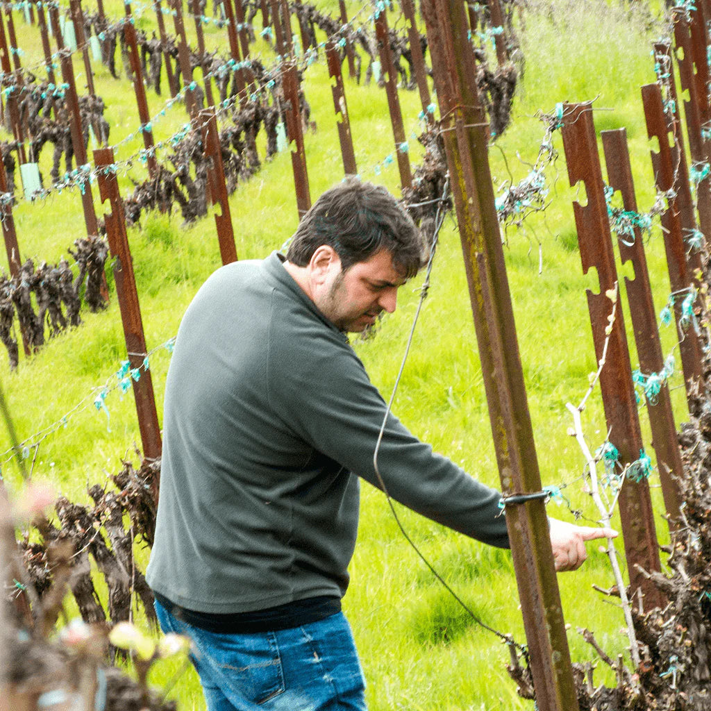 Super Héroe Old Vines 2017